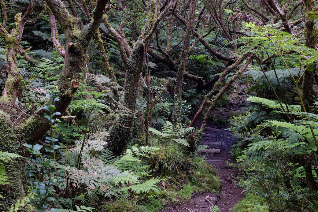 Der Wanderweg zu den Misterios Negros führt durch Hochmoor und unter Baumheide hinweg