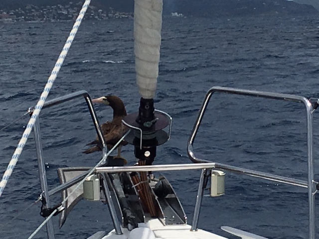 Kurz vor Simpson Bay schwimmt ein Seevogel auf dem Wasser, als wir vorbeifahren, fliegt er auf den Ankerbeschlag und lässt sich bis zur Bucht mitnehmen...